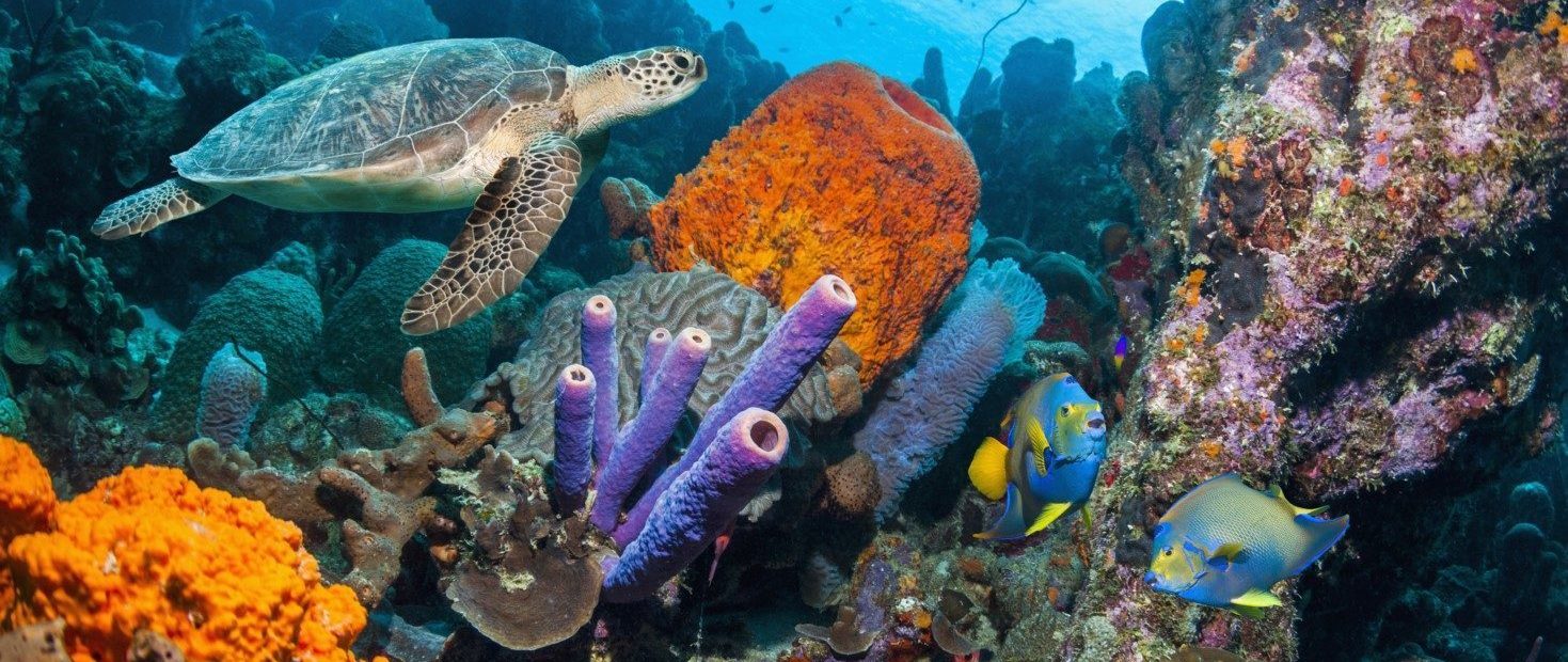 Coral reef scenery with a Green sea turtle