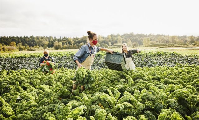 Farmers harvesting organic kale