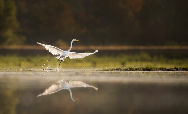 Great egret takeoff in the morning