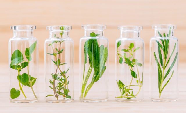 Close-up of rosemary in bottles