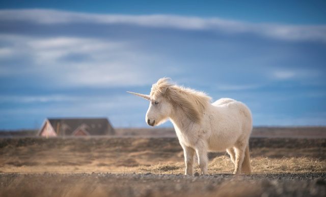 Unicorn realistic photography