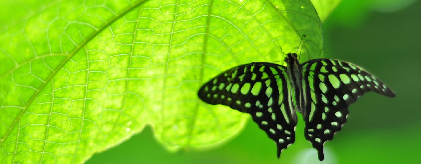 Black butterfly onto green leaf