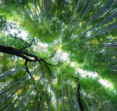 Photo of bamboo grove