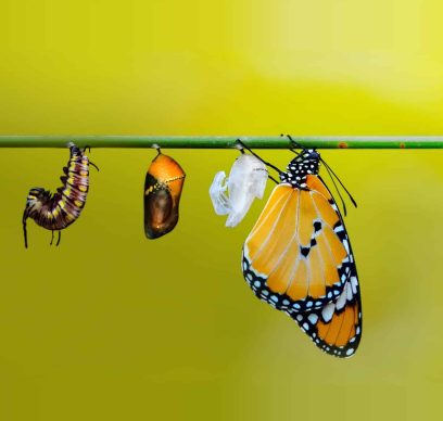 Butterfly life cycle