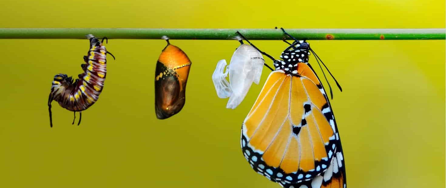 Butterfly life cycle