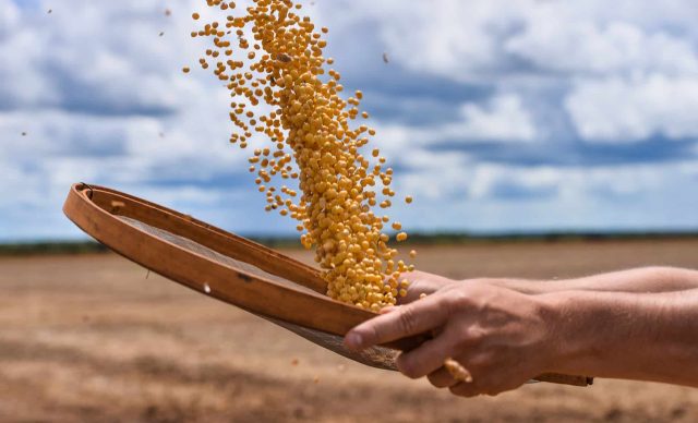 Brazilian agribusiness | Man holding a sieve with soybean grains