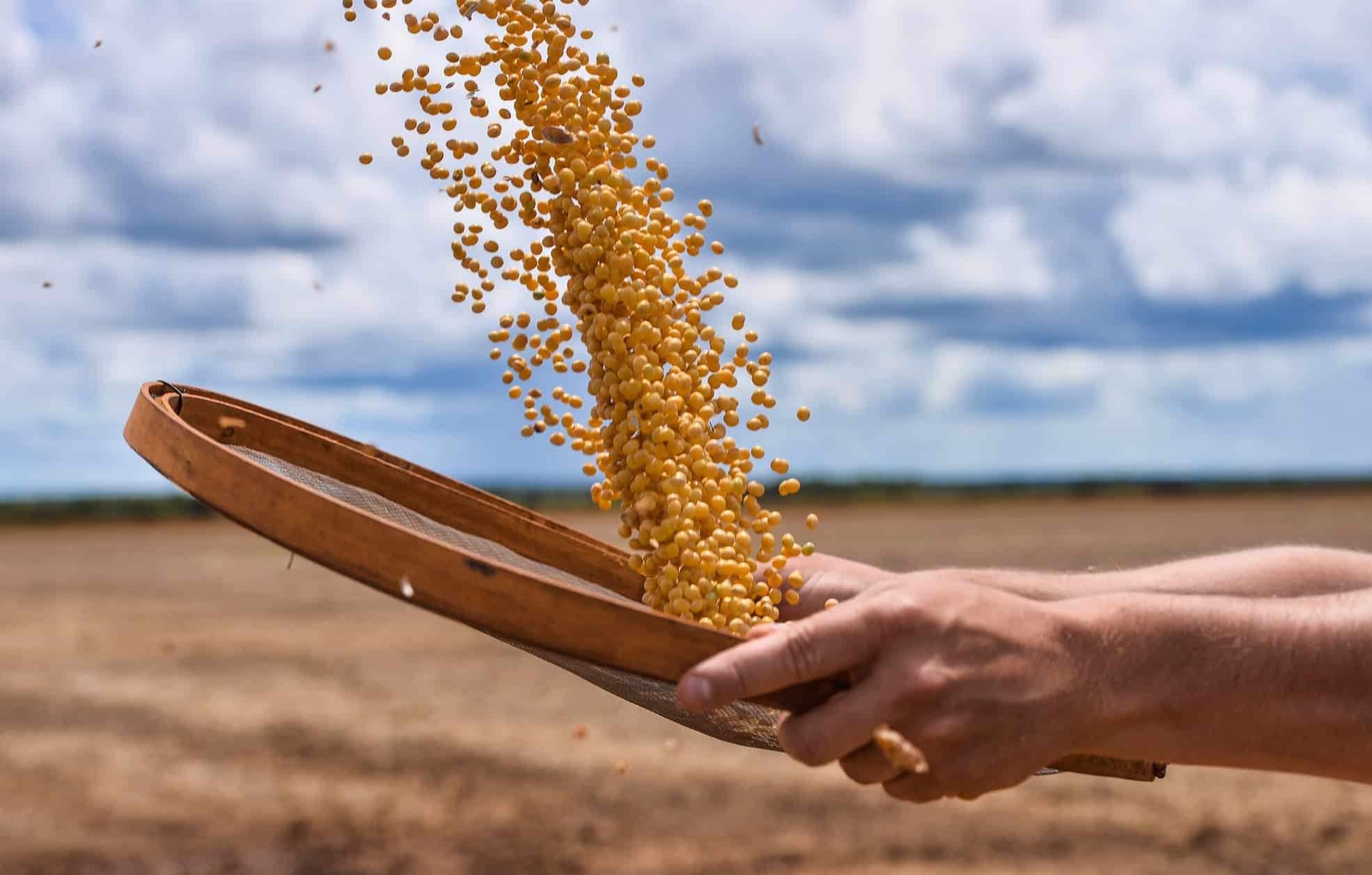 Brazilian agribusiness | Man holding a sieve with soybean grains