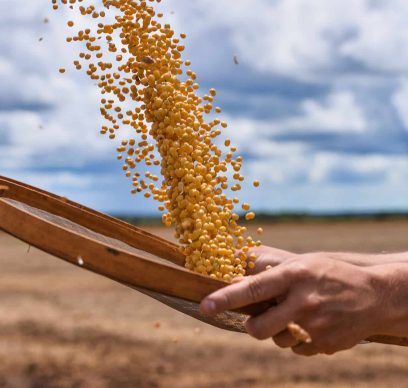 Brazilian agribusiness | Man holding a sieve with soybean grains