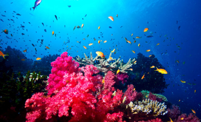 ocean, corals, fish