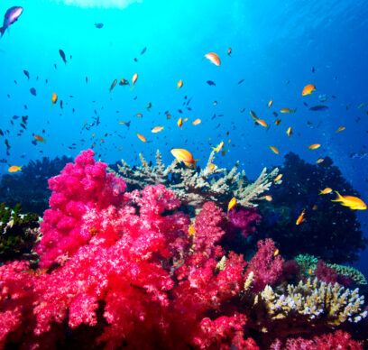 ocean, corals, fish